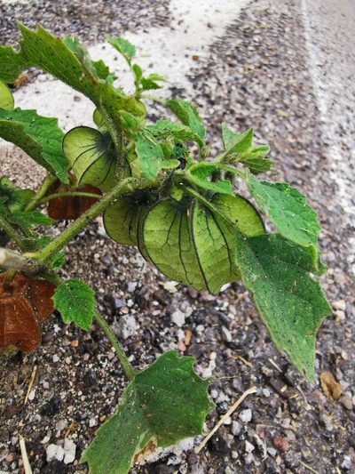 Physalis nicandroides, photographed by M. Socorro González Elizondo