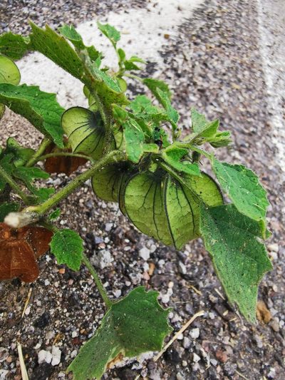 Physalis nicandroides, photographed by M. Socorro González Elizondo