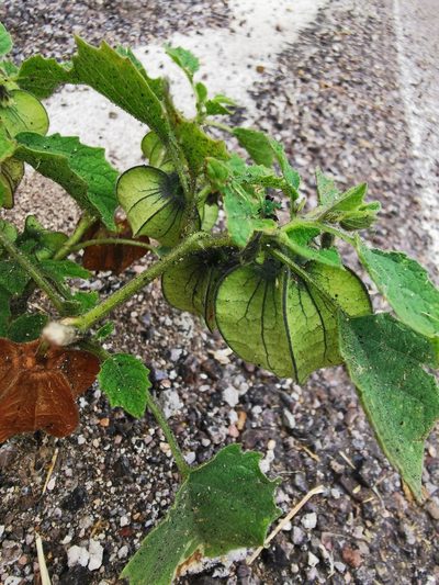 Physalis nicandroides, photographed by M. Socorro González Elizondo