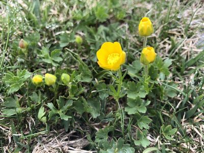 Ranunculus carinthiacus, photographed by Jason Grant