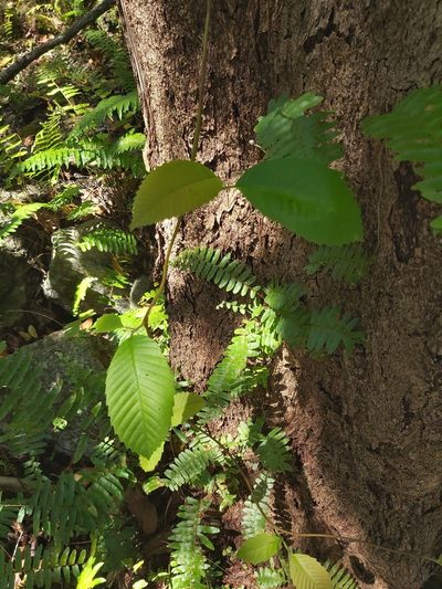 Tetracera nordtiana, photographed by Tim