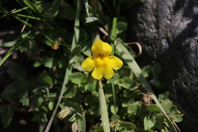 Erythranthe tilingii, photographed by Cricket Raspet