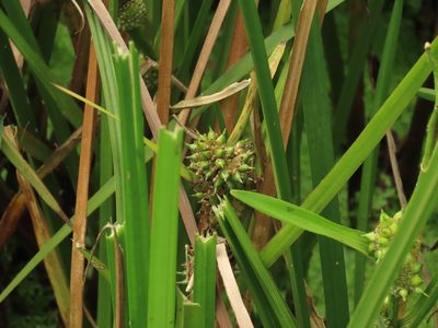 Sparganium fallax, photographed by chiuluan