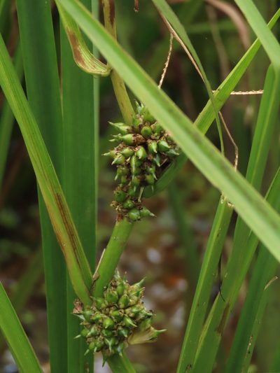 Sparganium fallax, photographed by chiuluan