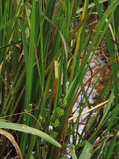 Sparganium fallax, photographed by chiuluan