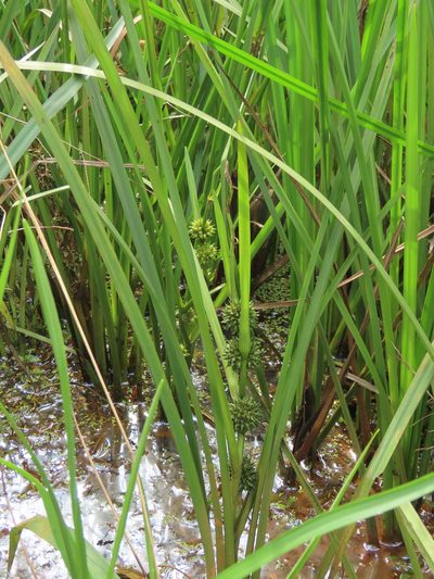 Sparganium fallax, photographed by chiuluan