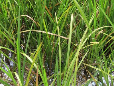 Sparganium fallax, photographed by chiuluan