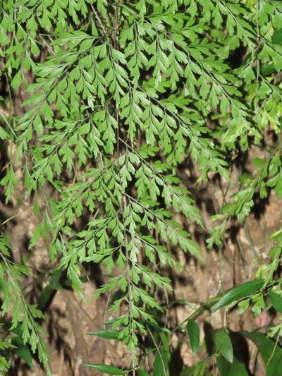 Asplenium pseudolaserpitiifolium, photographed by chiuluan