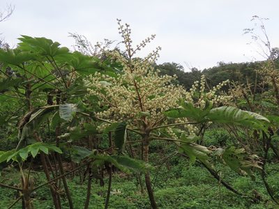 Tetrapanax papyrifer, photographed by chiuluan