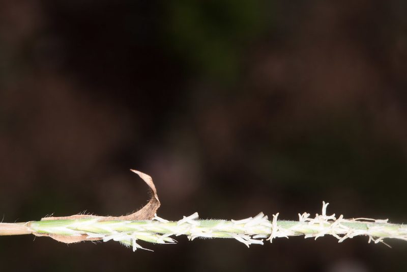 Gaudinia fragilis, photographed by Drepanostoma