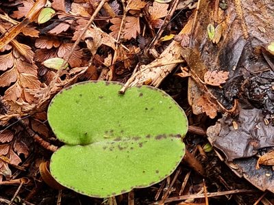 Corybas macranthus, photographed by Penelope Noel Gillette