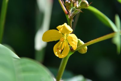 Senna occidentalis, photographed by Иван Ковтун Ivan Kovtun