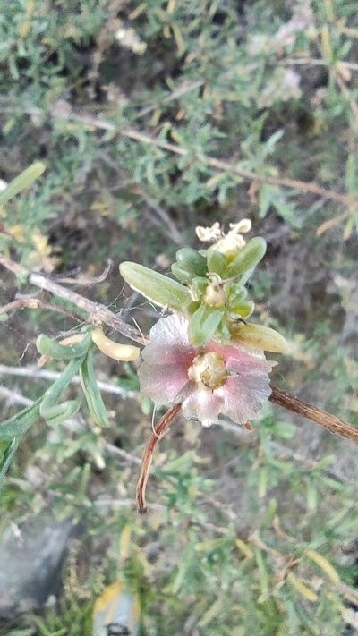 Soda oppositifolia, photographed by Daniel Heras González