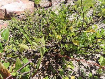 Solanum retroflexum, photographed by linkie