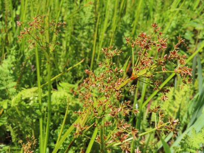 Cyperus denudatus, photographed by linkie