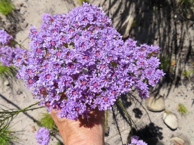 Pseudoselago spuria, photographed by linkie