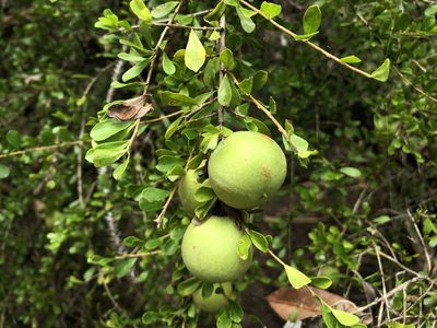 Pittosporum spinescens, photographed by elawrey