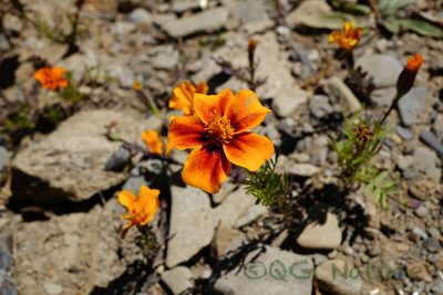 Tagetes patula, photographed by Wang.QG