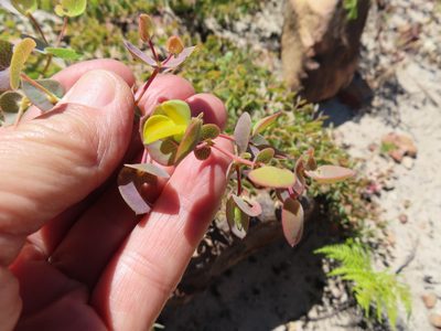 Rafnia acuminata, photographed by linkie