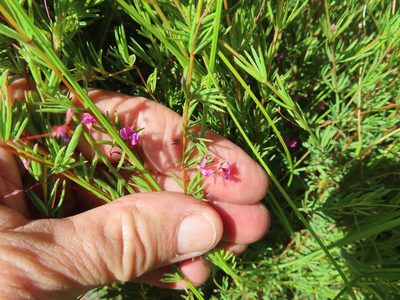 Indigofera filicaulis, photographed by linkie