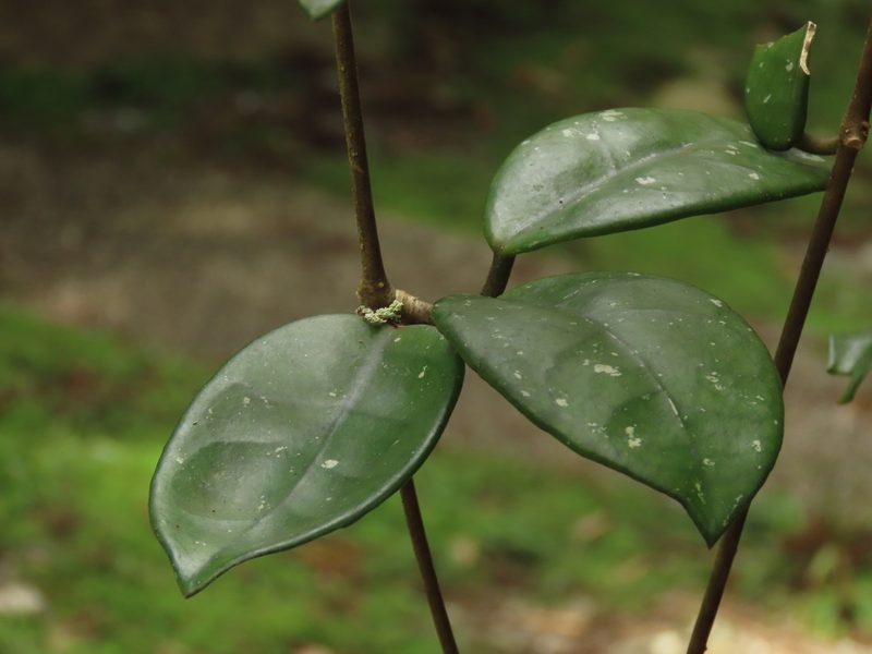 Hoya carnosa, photographed by chiuluan