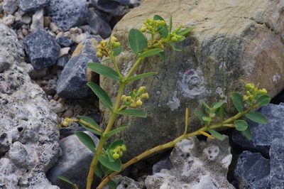 Euphorbia atoto, photographed by Takaaki Hattori