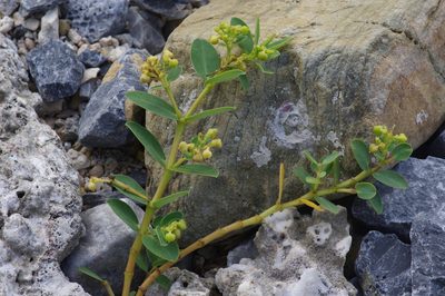 Euphorbia atoto, photographed by Takaaki Hattori