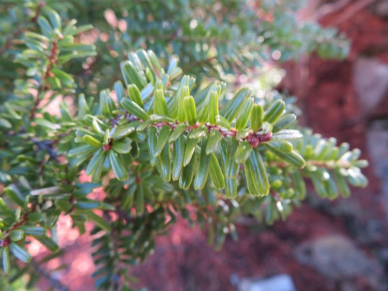 Tsuga diversifolia, photographed by Marco Mussita