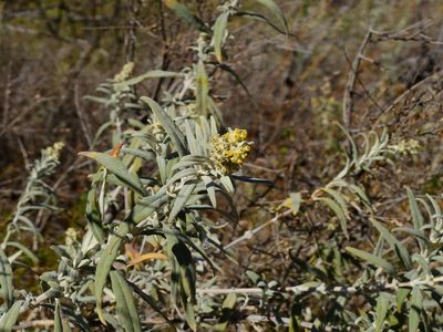 Buddleja cordobensis, photographed by Guillermo Debandi