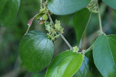 Ziziphus mauritiana, photographed by Dinesh Valke