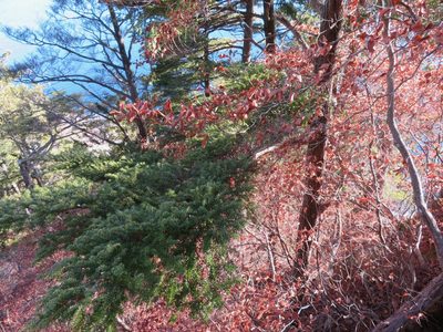 Tsuga diversifolia, photographed by Marco Mussita