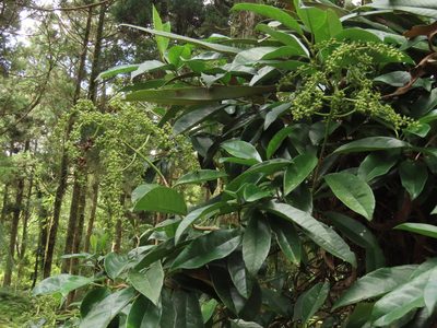 Hydrangea viburnoides, photographed by chiuluan