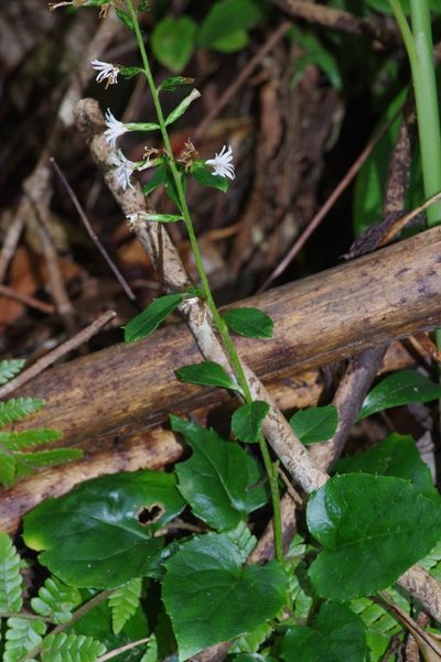 Ainsliaea macroclinidioides, photographed by Takaaki Hattori