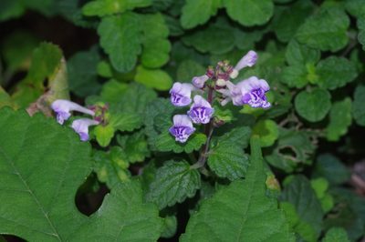 Scutellaria rubropunctata, photographed by Takaaki Hattori