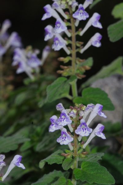 Scutellaria rubropunctata, photographed by Takaaki Hattori
