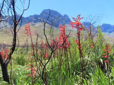 Watsonia angusta, photographed by linkie