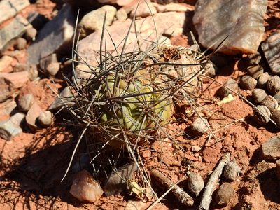 Tephrocactus alexanderi, photographed by Guillermo Debandi