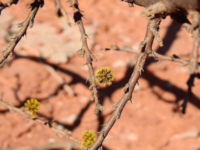 Mimozyganthus carinatus, photographed by Guillermo Debandi