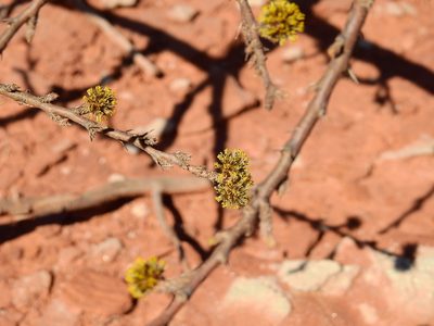 Mimozyganthus carinatus, photographed by Guillermo Debandi