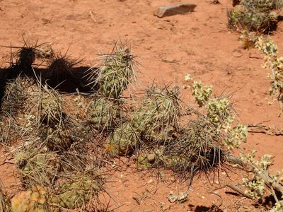 Tephrocactus alexanderi, photographed by Guillermo Debandi