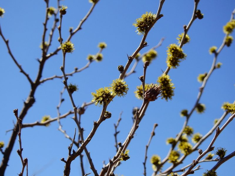 Mimozyganthus carinatus, photographed by Guillermo Debandi