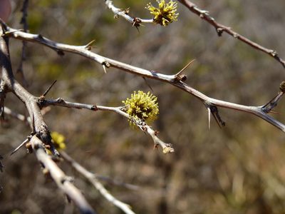 Mimozyganthus carinatus, photographed by Guillermo Debandi