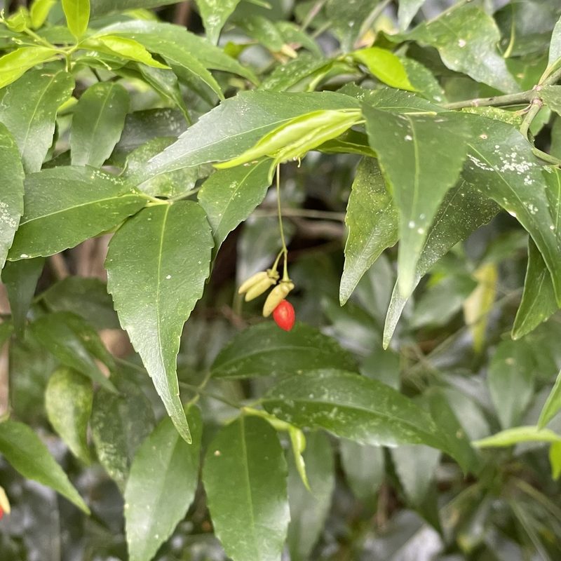 Euonymus lutchuensis, photographed by Takaaki Hattori