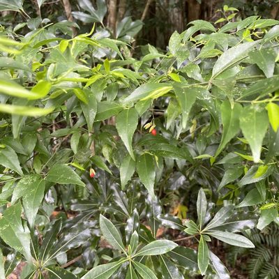 Euonymus lutchuensis, photographed by Takaaki Hattori
