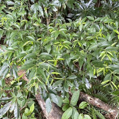 Euonymus lutchuensis, photographed by Takaaki Hattori