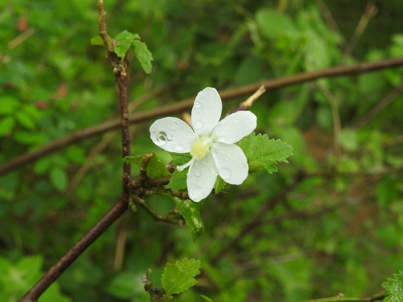 Hibiscus micranthus, photographed by Hopeland