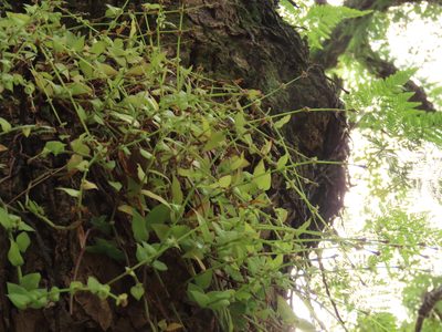 Callisia repens, photographed by chiuluan