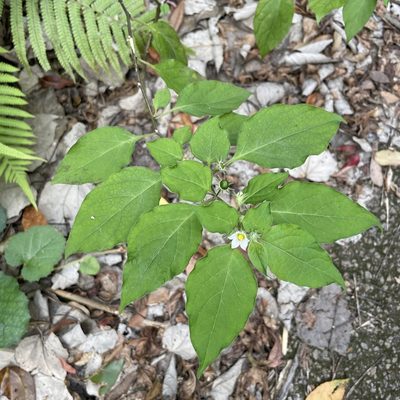 Lycianthes biflora, photographed by Takaaki Hattori