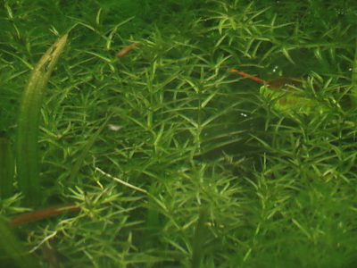 Hydrilla verticillata, photographed by chiuluan