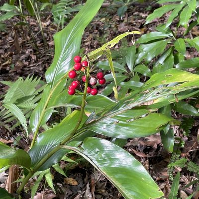 Alpinia intermedia, photographed by Takaaki Hattori
